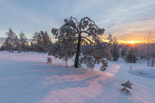 The last lights of the arctic sunset on the snowy woods Vennivaara Rovaniemi Lapland region Finland Europe