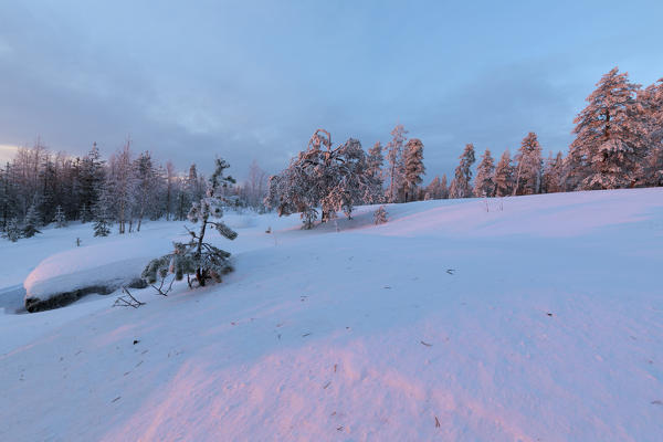 The pink light of the arctic sunset illuminates the snowy woods Vennivaara Rovaniemi Lapland region Finland Europe