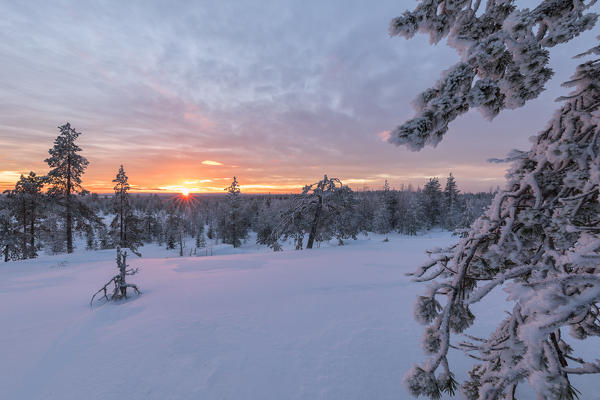 The last lights of the arctic sunset on the snowy woods Vennivaara Rovaniemi Lapland region Finland Europe