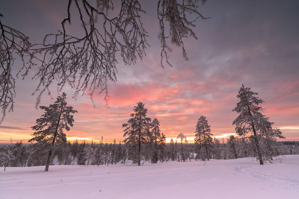 The pink light of the arctic sunset illuminates the snowy woods Vennivaara Rovaniemi Lapland region Finland Europe