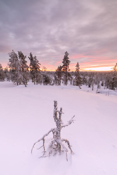 The pink light of the arctic sunset illuminates the snowy woods Vennivaara Rovaniemi Lapland region Finland Europe