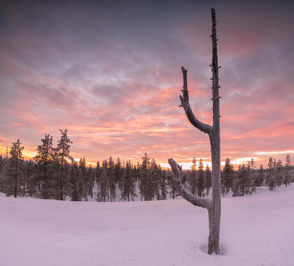 Panorama of the snowy woods framed by the pink sky at sunset Vennivaara Rovaniemi Lapland region Finland Europe