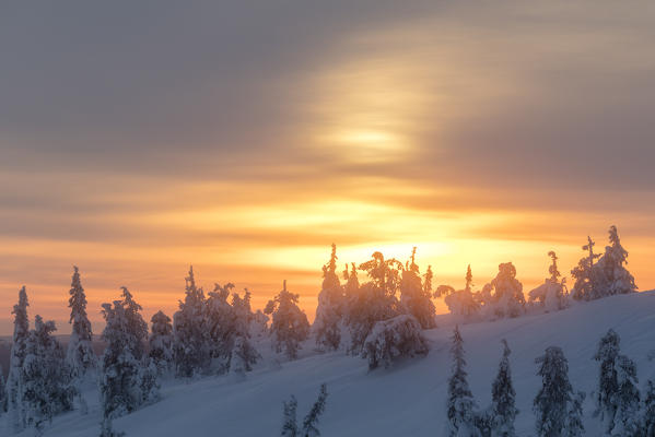 The arctic sunrise lights up the snowy woods shrouded in morning mist c Ostrobothnia region Lapland Finland Europe