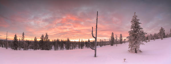 Panorama of the snowy woods framed by the pink sky at sunset Vennivaara Rovaniemi Lapland region Finland Europe