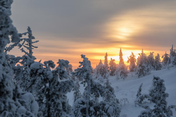 The arctic sunrise lights up the snowy woods shrouded in morning mist Ruka Kuusamo Ostrobothnia region Lapland Finland Europe