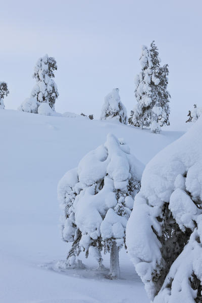 Trees covered with snow in the wild arctic landscape Ruka Kuusamo Ostrobothnia region Lapland Finland Europe