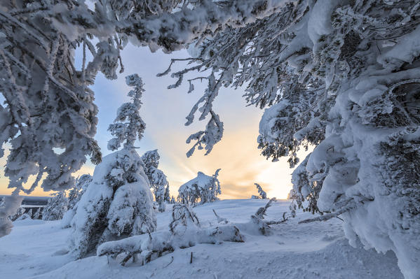 Frozen tree branches and snowy landscape in the cold arctic winter Ruka Kuusamo Ostrobothnia region Lapland Finland Europe