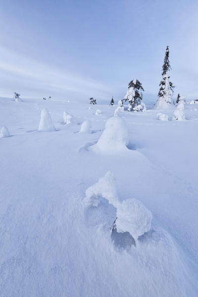 Sun and blue sky frame the the frozen trees in the snowy woods Ruka Kuusamo Ostrobothnia region Lapland Finland Europe
