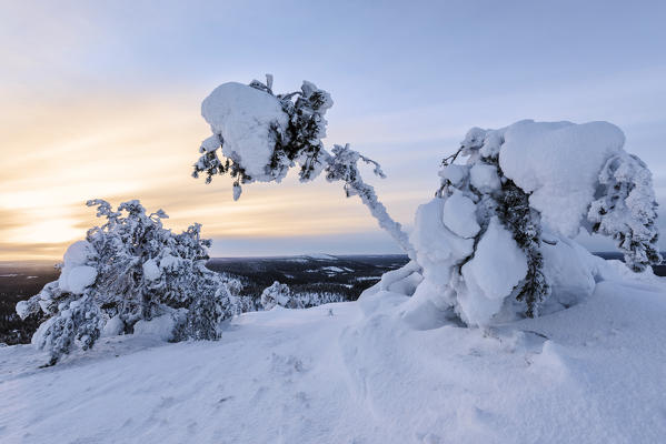 Frozen tree branches and snowy landscape in the cold arctic winter Ruka Kuusamo Ostrobothnia region Lapland Finland Europe