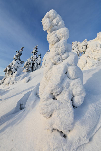 Sun and blue sky frame the the frozen tree branches in the snowy woods Ruka Kuusamo Ostrobothnia region Lapland Finland Europe