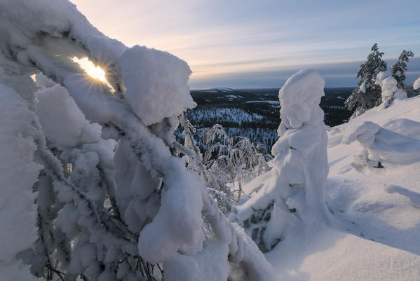 Sun and blue sky frame the the frozen tree branches in the snowy woods Ruka Kuusamo Ostrobothnia region Lapland Finland Europe