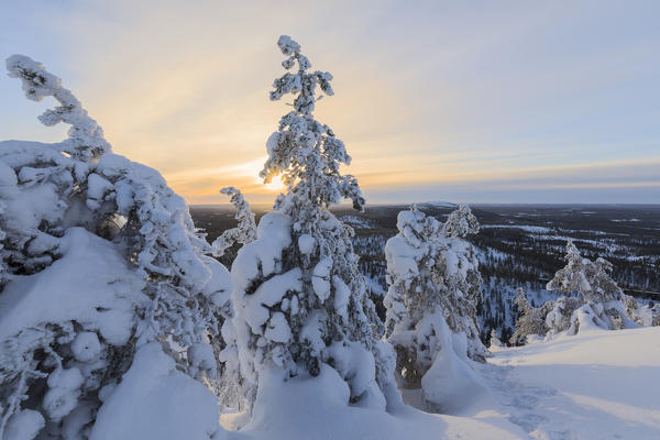 Sun and blue sky frame the the snowy woods in the cold arctic winter Ruka Kuusamo Ostrobothnia region Lapland Finland Europe