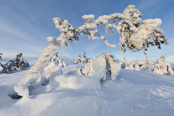 Sun and blue sky frame the the frozen tree branches in the snowy woods Ruka Kuusamo Ostrobothnia region Lapland Finland Europe