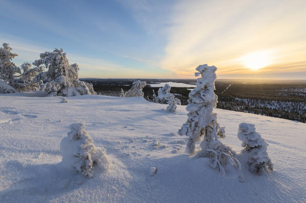 Sun and blue sky frame the the snowy woods in the cold arctic winter Ruka Kuusamo Ostrobothnia region Lapland Finland Europe