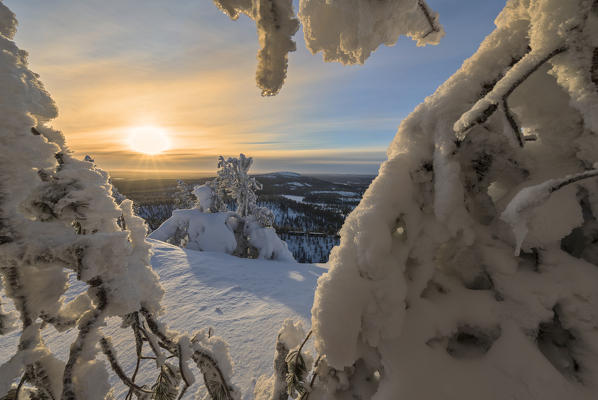 Sun and blue sky frame the the frozen tree branches in the snowy woods Ruka Kuusamo Ostrobothnia region Lapland Finland Europe