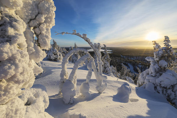 Sun and blue sky frame the the snowy woods in the cold arctic winter Ruka Kuusamo Ostrobothnia region Lapland Finland Europe