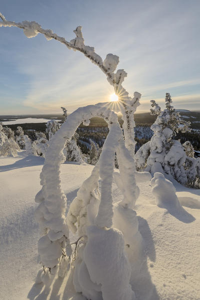 Sun and blue sky frame the the frozen tree branches in the snowy woods Ruka Kuusamo Ostrobothnia region Lapland Finland Europe