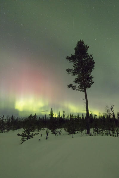 Colorful lights of the Aurora Borealis and starry sky on the snowy woods Levi Sirkka Kittilä Lapland region Finland Europe