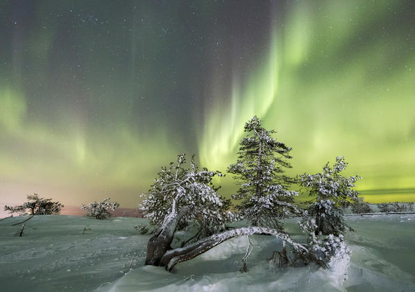 Northern lights and starry sky on the snowy landscape and the frozen trees Levi Sirkka Kittilä Lapland region Finland Europe