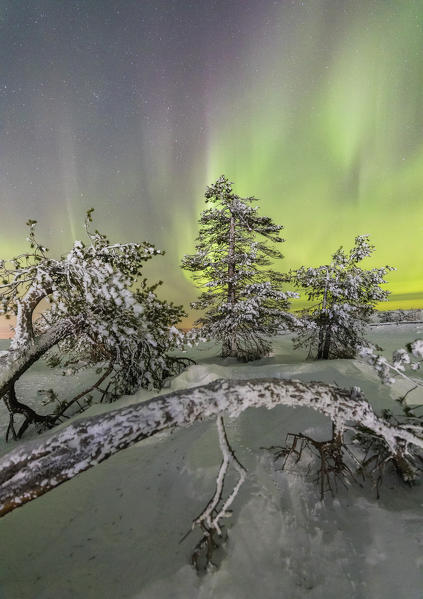 Northern lights and starry sky on the snowy landscape and the frozen trees Levi Sirkka Kittilä Lapland region Finland Europe