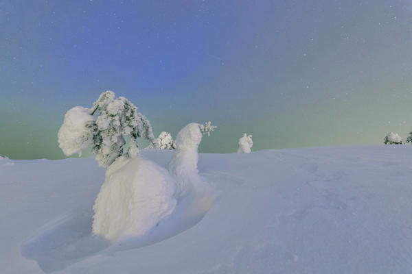 Frozen trees in snowy woods framed by starry sky in the cold polar night Ruka Kuusamo Ostrobothnia region Lapland Finland Europe