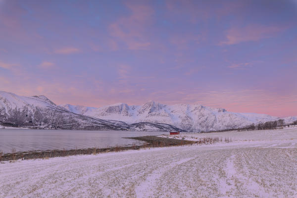 Pink sky at dawn on snowy fields and typical wooden hut surrounded by frozen sea Svensby Lyngen Alps Tromsø Norway Europe