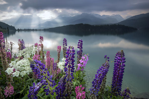 Dawn lights the Lupins in bloom surrounding the calm water of Lake Sils Maloja canton of Graubünden Engadine Switzerland Europe