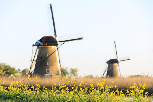 Traditional Dutch windmills framed by yellow flowers in spring Kinderdijk Molenwaard South Holland The Netherlands Europe