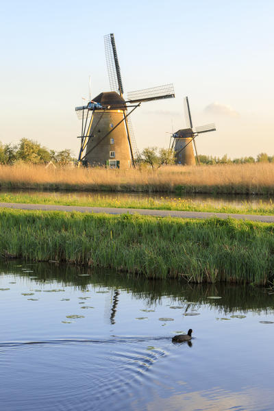 Duck swims in the canal with the typical windmills on the background Kinderdijk Molenwaard South Holland The Netherlands Europe