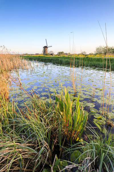 Typical windmills reflected in the canal framed by floating leaves Kinderdijk Molenwaard South Holland The Netherlands Europe