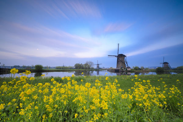 Windmills framed by yellow flowers and typical canal at dawn Kinderdijk Molenwaard South Holland The Netherlands Europe