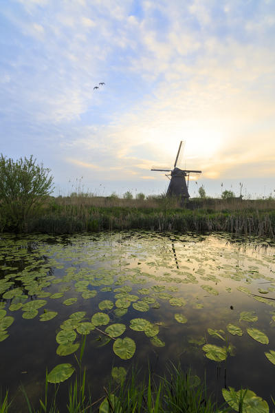 Sunrise on windmill reflected in the canal framed by floating leaves Kinderdijk Molenwaard South Holland The Netherlands Europe