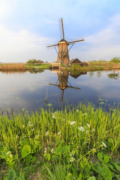 Windmill reflected in the canal framed by grass and pink sky at dawn Kinderdijk Molenwaard South Holland The Netherlands Europe