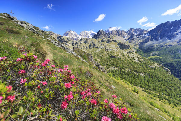 Rhododendrons framed by rocky peaks of  Bernina Group seen from Monte Roggione Malenco Valley Valtellina Lombardy Italy Europe