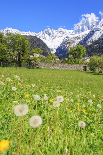 Dandelion and flowers framed by snowy peaks Soglio Maloja canton of Graubunden Engadin Bregaglia Valley Switzerland Europe