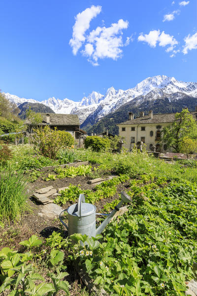 Vegetable gardens around the alpine village of Soglio Maloja canton of Graubunden Engadin Bregaglia Valley Switzerland Europe