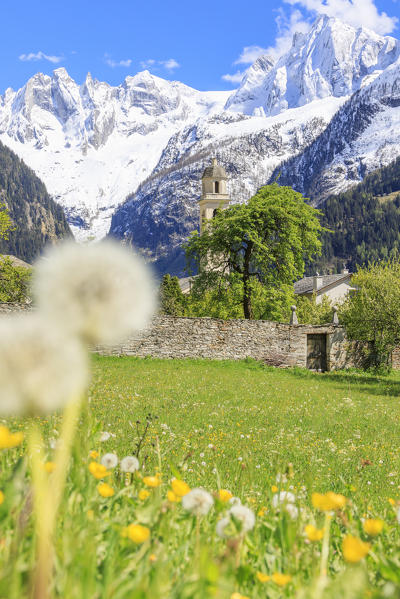 Old church framed by dandelion and snowy peaks Soglio Maloja canton of Graubunden Engadin Bregaglia Valley Switzerland Europe