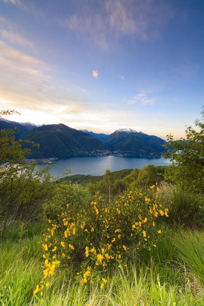 Lake Como surrounded by yellow flowers framed by pink sky at dawn Cremia San Domenico Lombardy Italy Europe