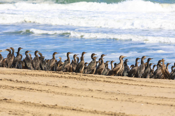 Multitude of seabirds on sand shore framed by waves of the ocean Walvis Bay Namib Desert Erongo Region Namibia Southern Africa