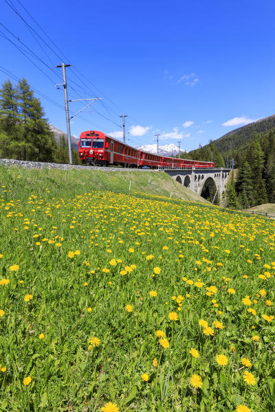 Bernina Express train on Cinuos-chel viadukt in spring, St.Moritz, canton of Graubünden, Maloja  Switzerland, Europe