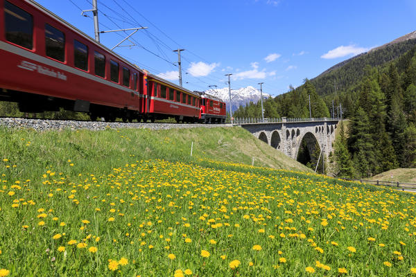 Bernina Express train on Cinuos-chel viadukt in spring, St.Moritz, canton of Graubünden, Maloja  Switzerland, Europe