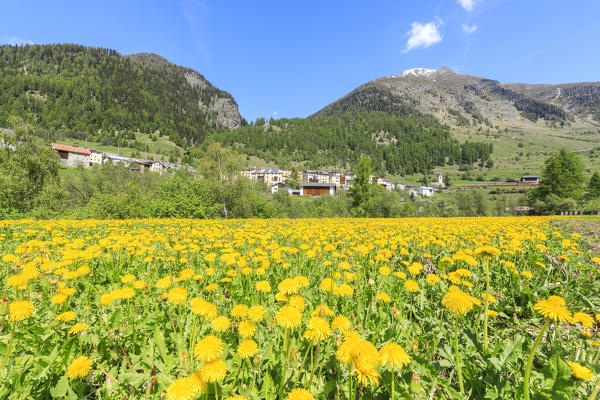 Yellow flowers during the spring bloom, Lavin, canton of Graubünden, district of Inn, Switzerland, Europe