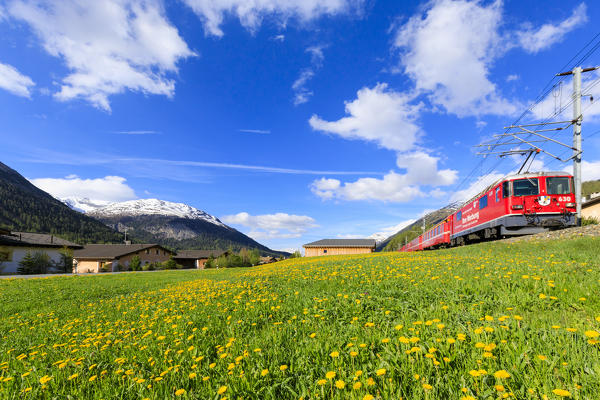 Bernina Express train surrounded by meadows of yellow flowers, Madulain,  canton of Graubünden, Maloja, Switzerland, Europe