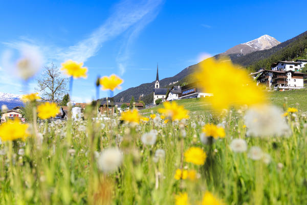 Flowers in bloom, Alvaneu, Canton of Graubünden, district of Albula, Switzerland