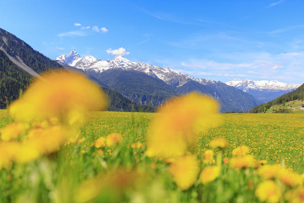 Yellow flowers and snowy peaks in spring, Davos Wiesen, Canton of Graubünden, Prettigovia Davos Region, Switzerland