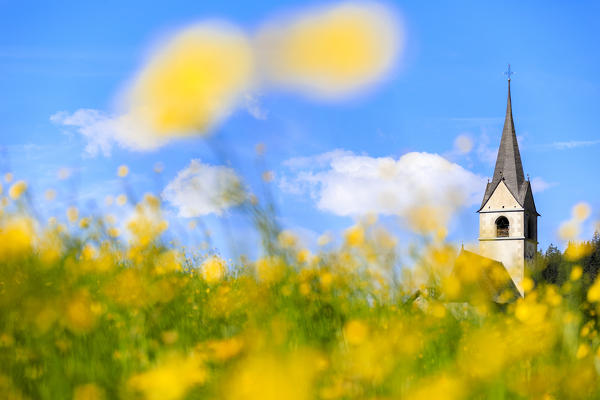 Blooming of yellow flowers around the alpine church of Schmitten, Canton of Graubünden, district of Albula, Switzerland