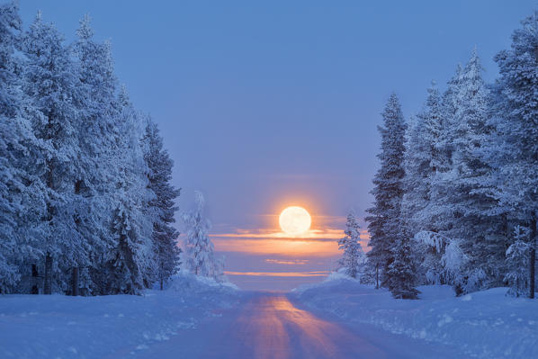 Lunar sunrise on the snowy forest, Kiruna, Norrbotten County, Lapland, Sweden