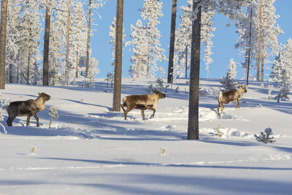 Reindeer among frozen trees in the snowy forest, Kiruna, Norrbotten County, Lapland, Sweden