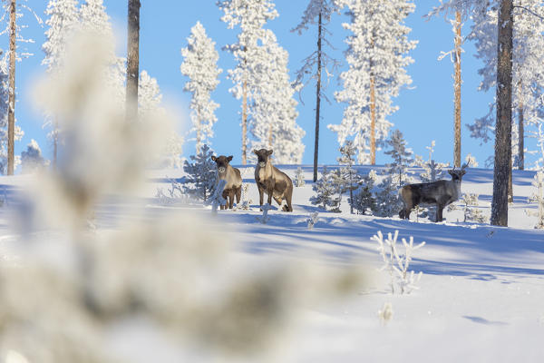 Reindeer among frozen trees in the snowy forest, Kiruna, Norrbotten County, Lapland, Sweden