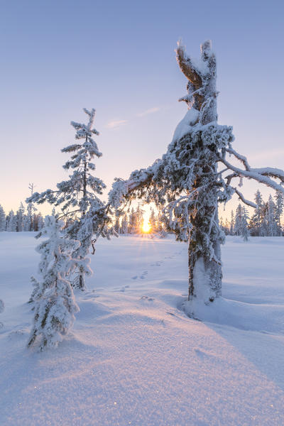 Sunset on trees covered with ice in the boreal forest (Taiga), Kiruna, Norrbotten County, Lapland, Sweden